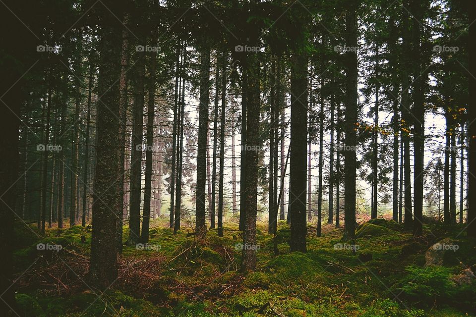 Scenic view of forest