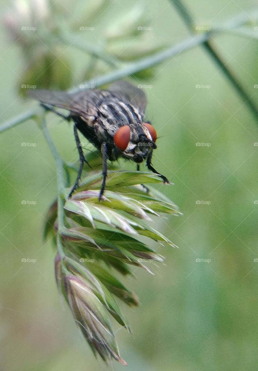 fliege insekt