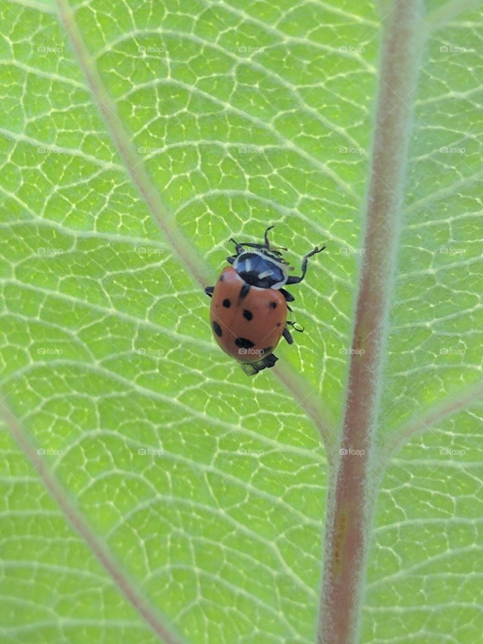 ladybug close up