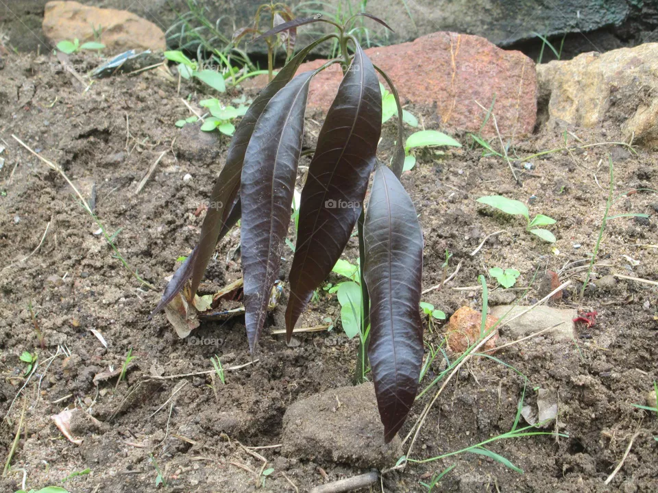 Plants