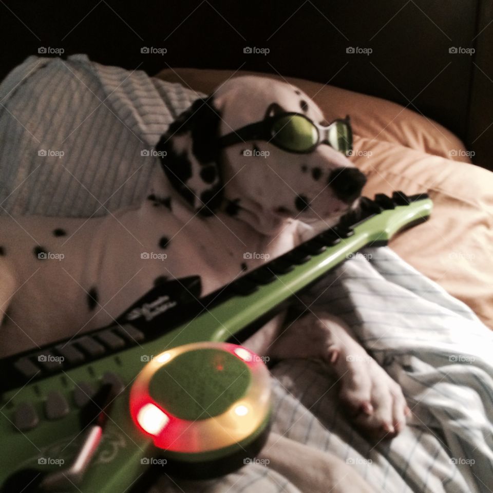 Dalmatian Plays Guitar. My 8 month old Dalmatian Puppy Domino is always learning something new!' I LOVE My Grandson Who loaned Domino his Guitar
