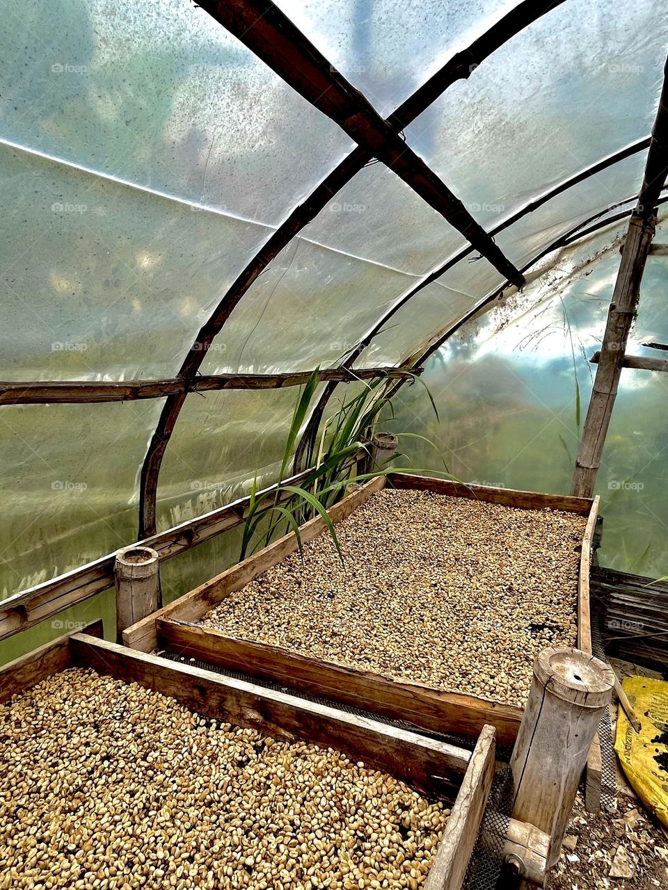 Drying process- coffee beans 