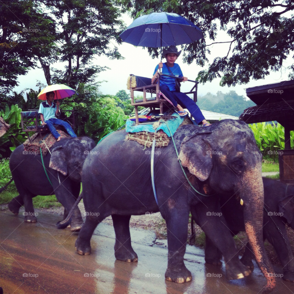travel thailand exotic elephant by Eddie_Starr