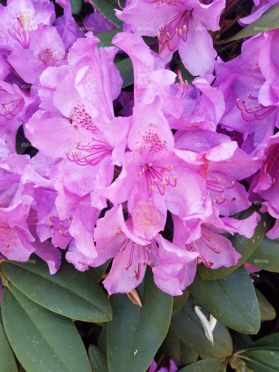 rhododendron