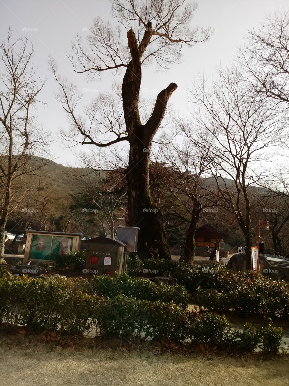 A Hand Tree shape.
its just infront of us where we are sitting for rest from a long walk. it looks so beautifull with the plane color of the sky , i can see its beautiful shape like a hands of the Lady thats opening up to the sky. it makes me smile.