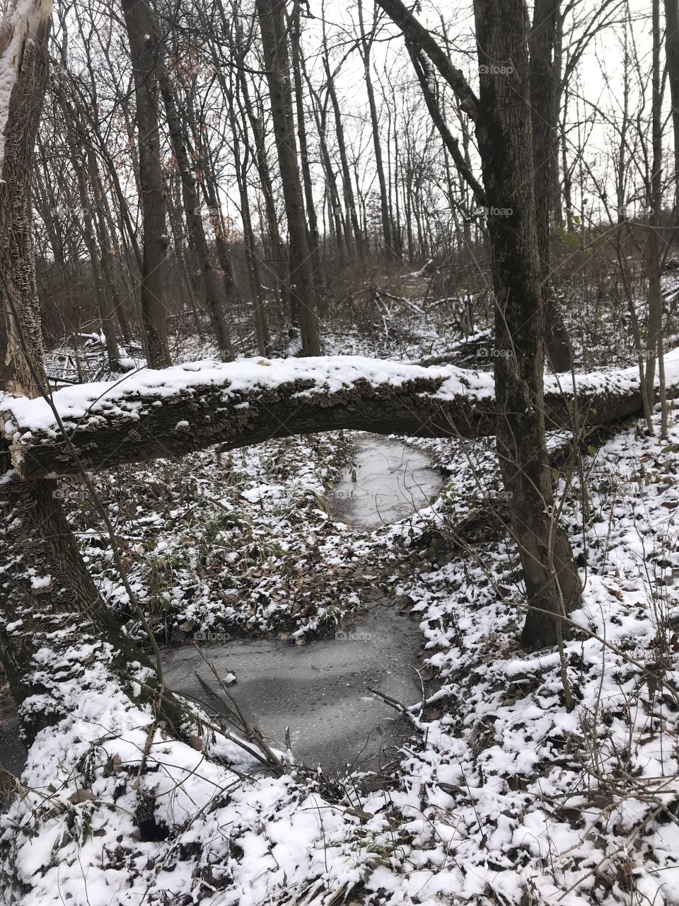 Fallen tree in the woods with snow. Frozen creek underneath. 