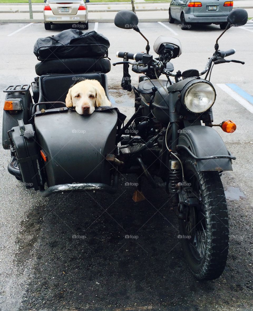 Golden retriever waiting for his human companion to return from the store. 
