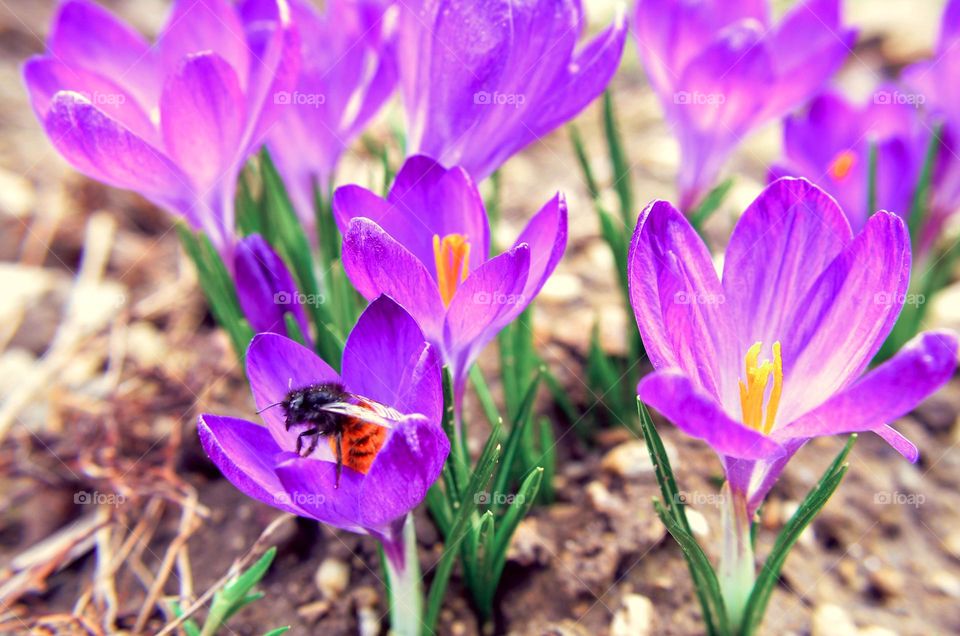 Beautiful Purple crocus