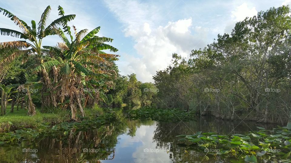 Everglades. Fight to live