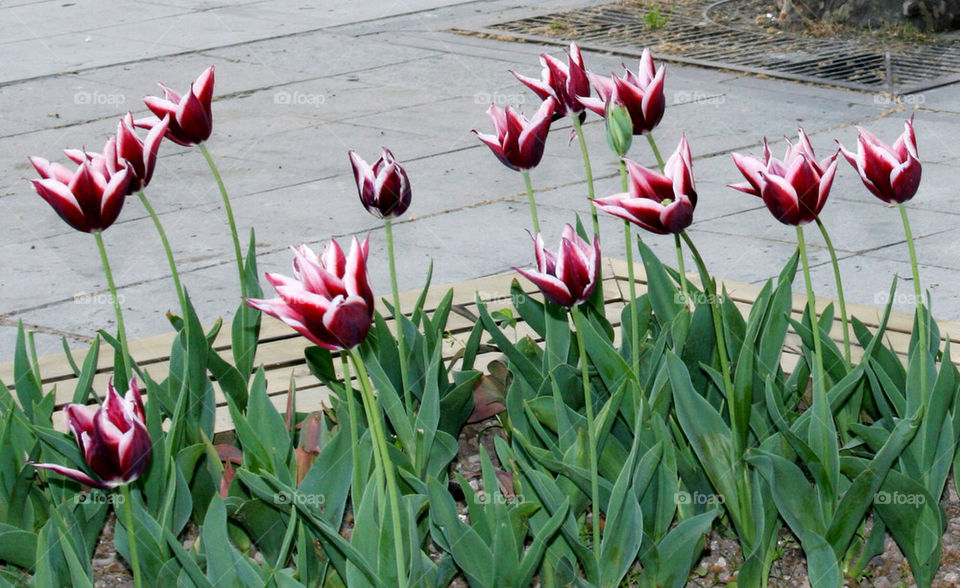 Tulips in Spring