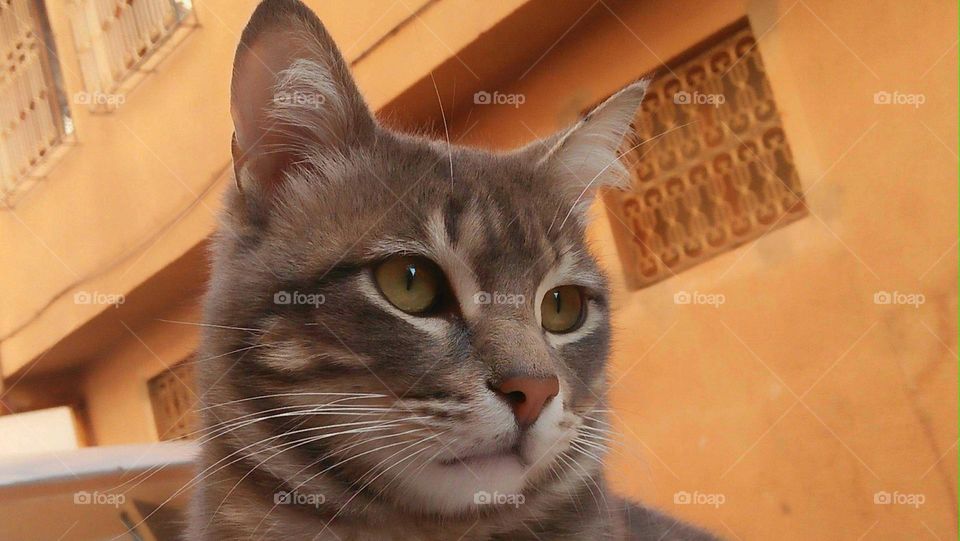 Grey head of cat.