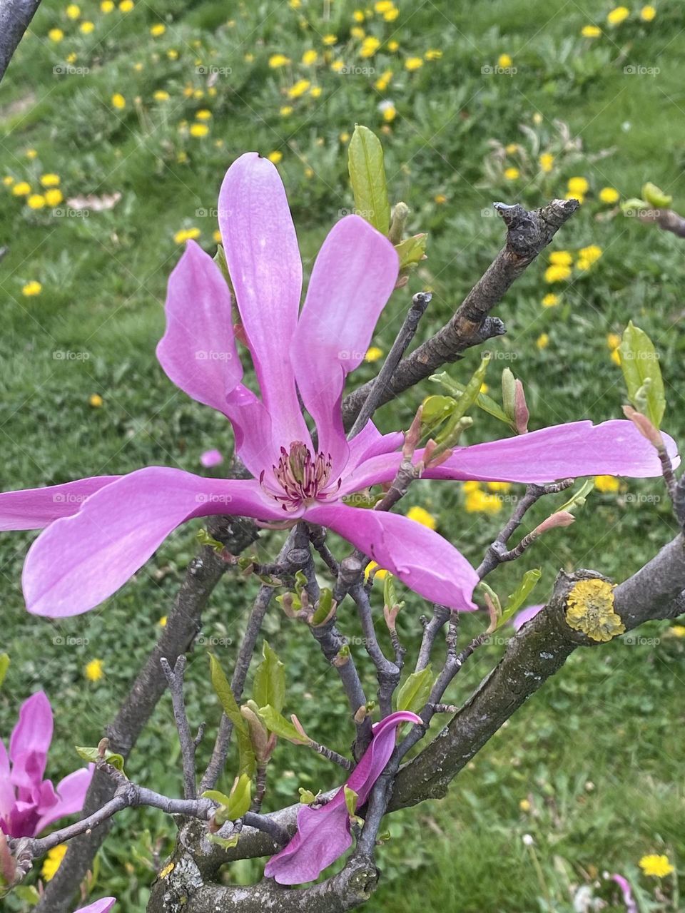 Beautiful magnolia flower 