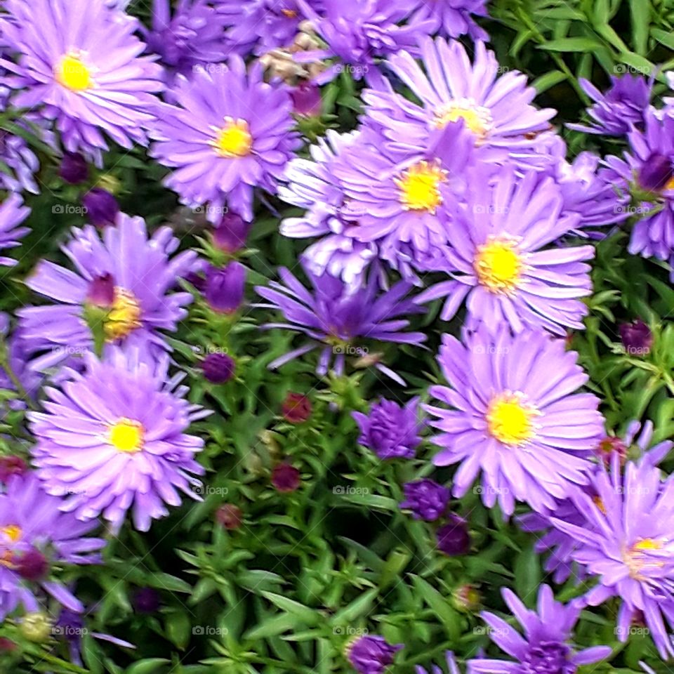 Purple asters announce  autumn in the garden