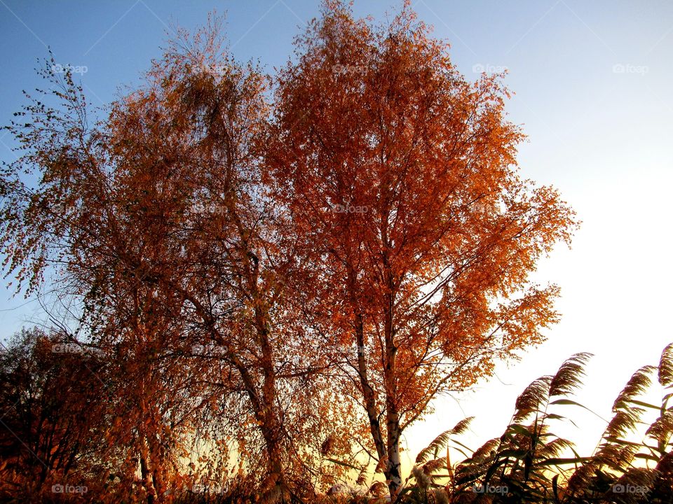 autumn gold, blue sky, calmness and silence of the sunset