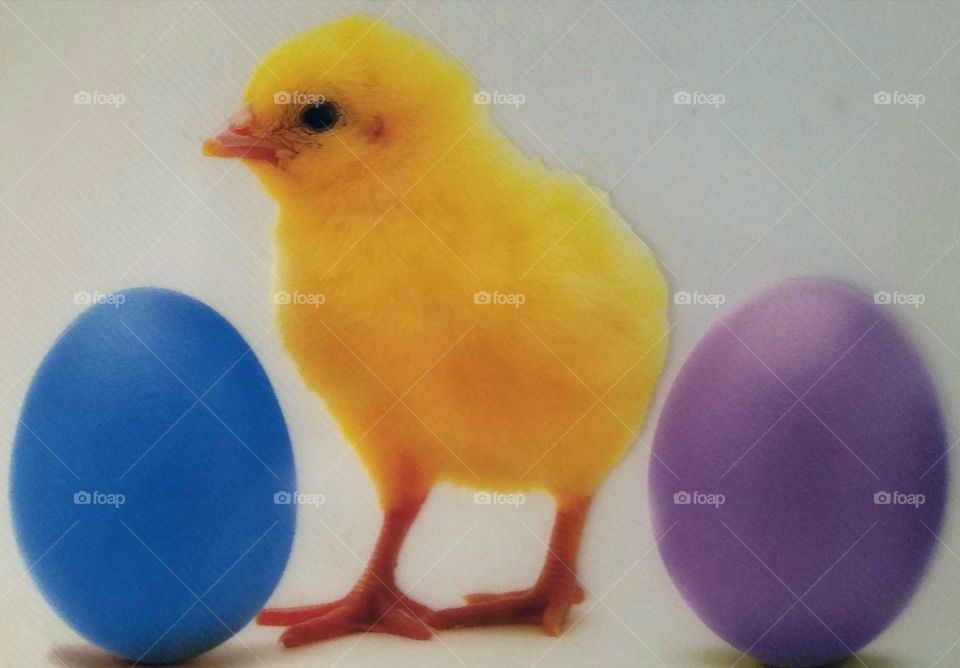 chick with Easter eggs