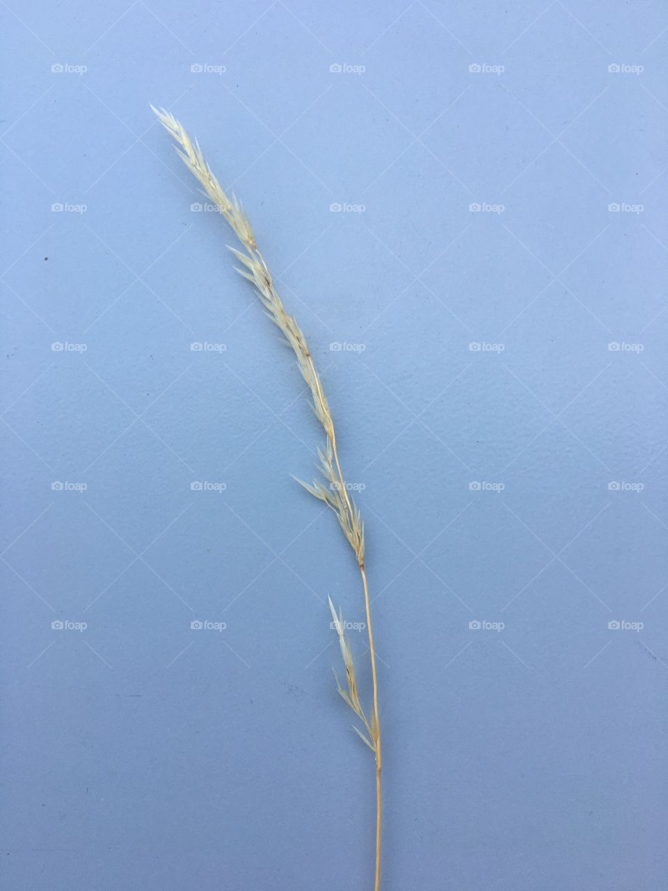 One end summer wild grass