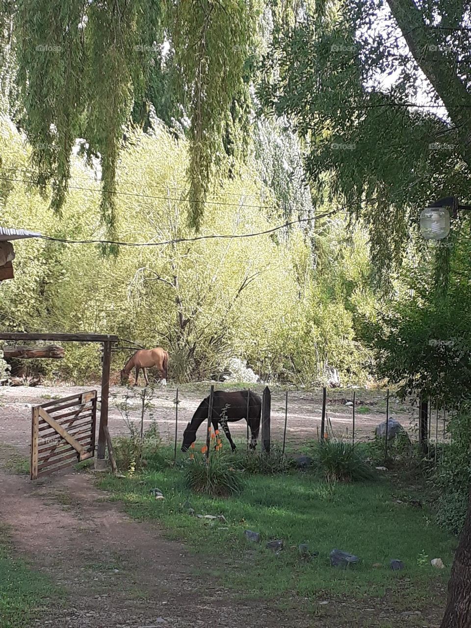 y en el campo ellos