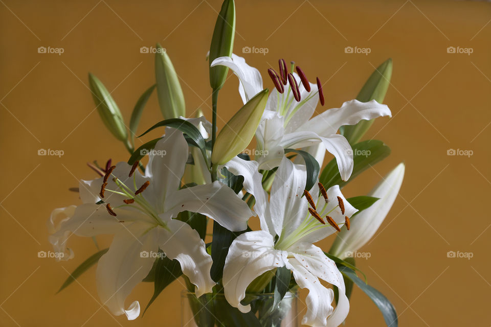 white lilies