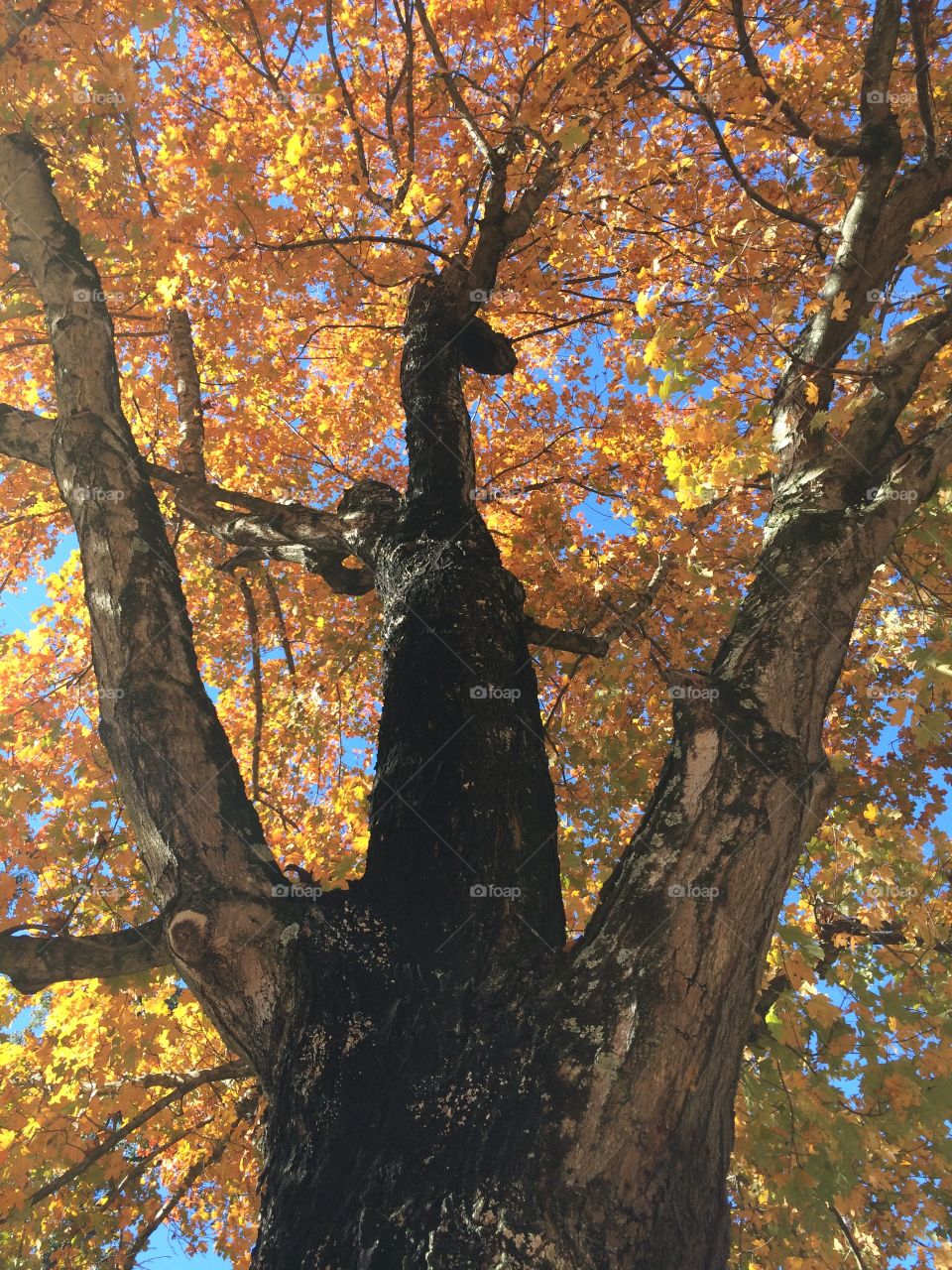 Tree split view