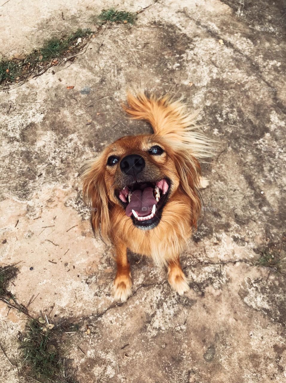 Happy caramel dog