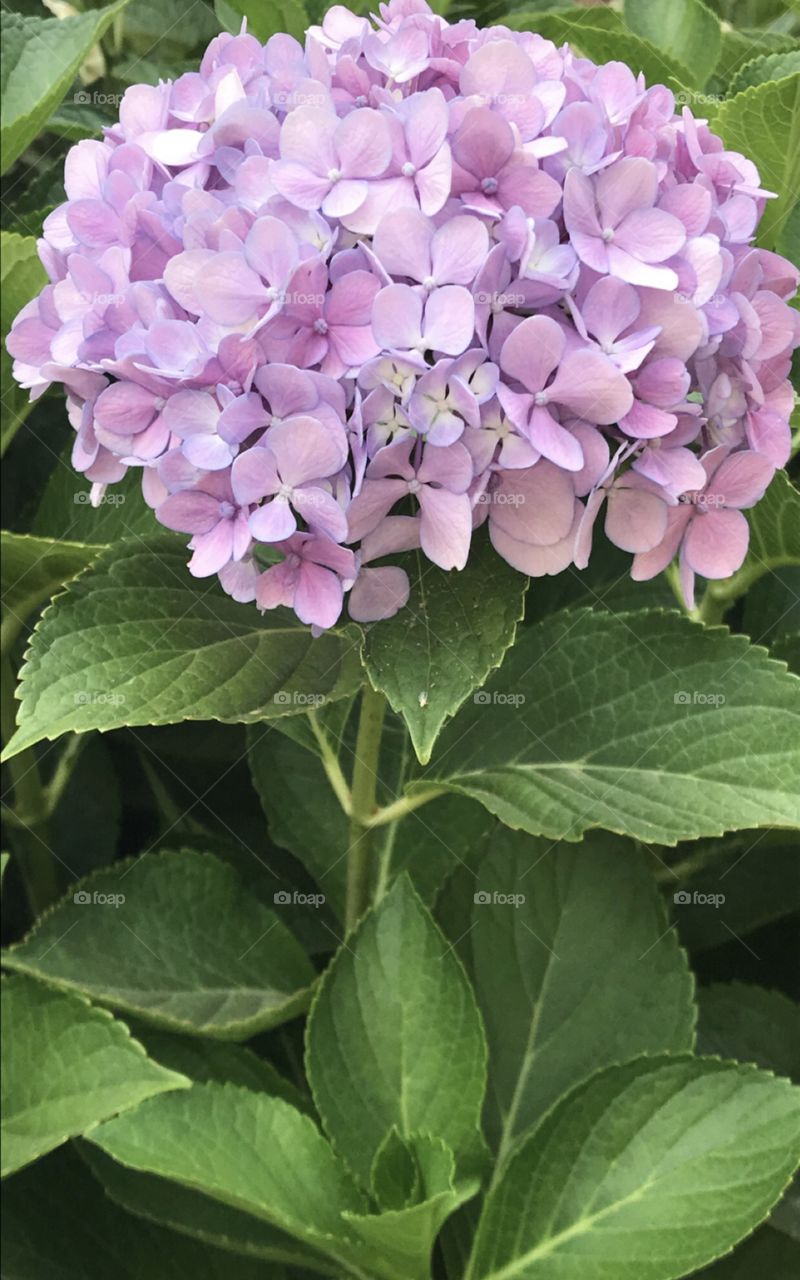 Closeups of Gorgeous Hydrangeas