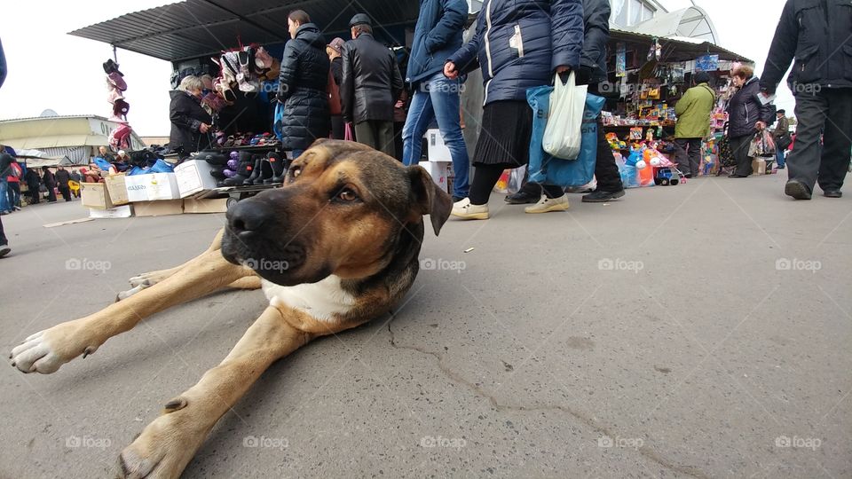 When I've gott too close with my smartphone the dog woke up.