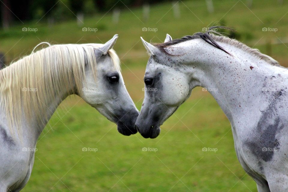 Love  is beautiful  horse's