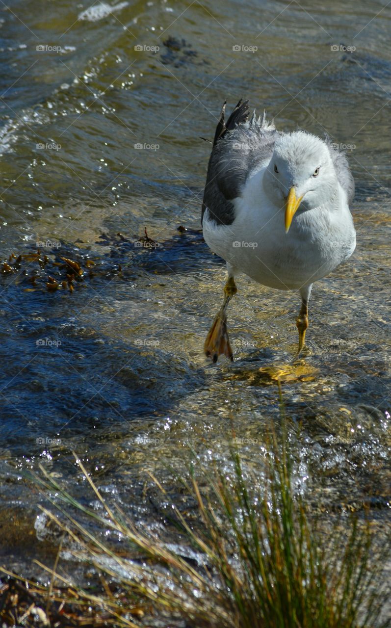 Walking seagull