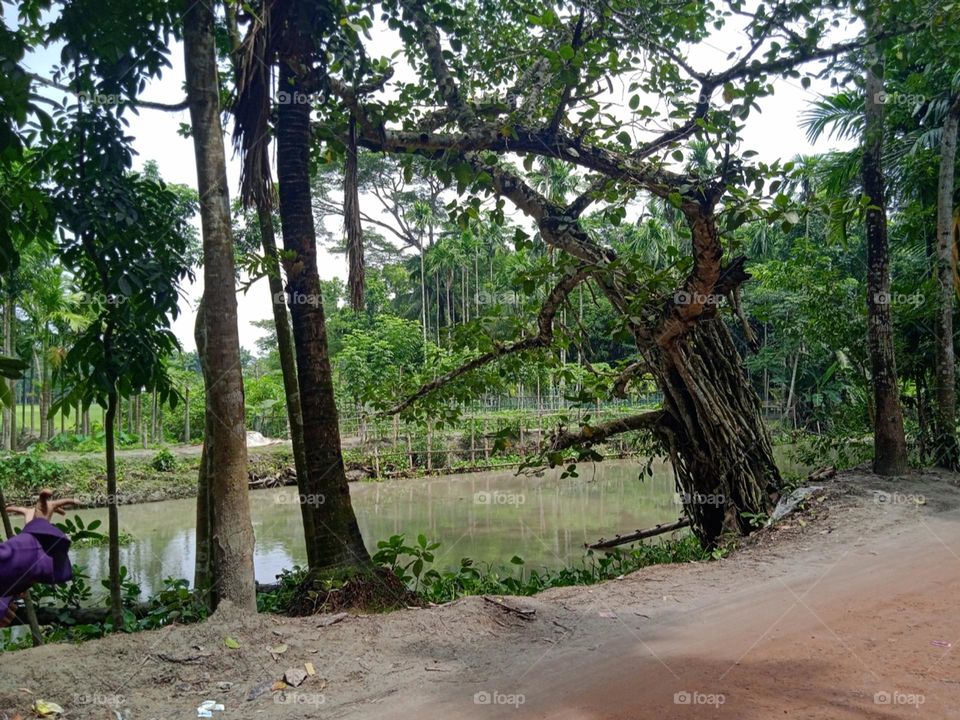 Village roadside tree