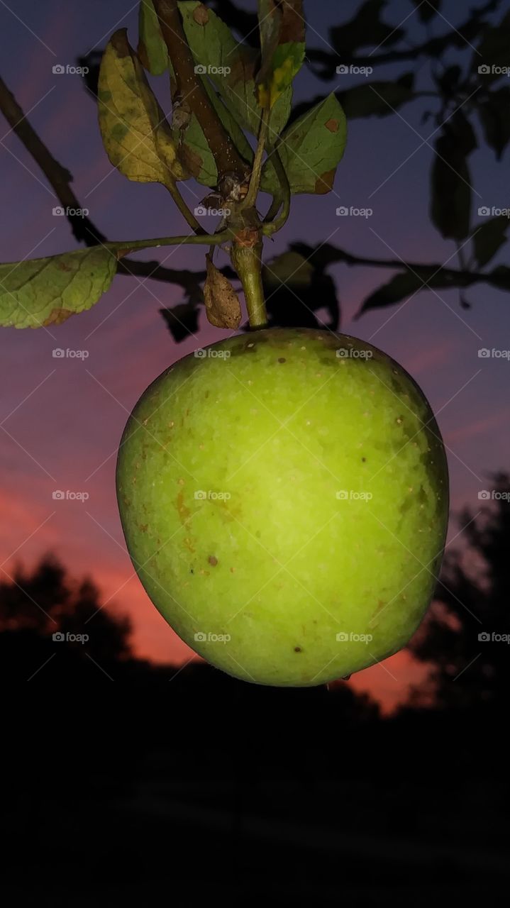 Apple at sunrise