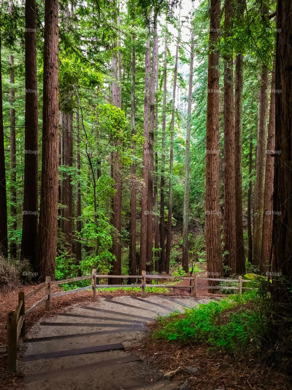 Winding path through the Santa Cruz mountains amidst the redwood trees in Santa Cruz California 