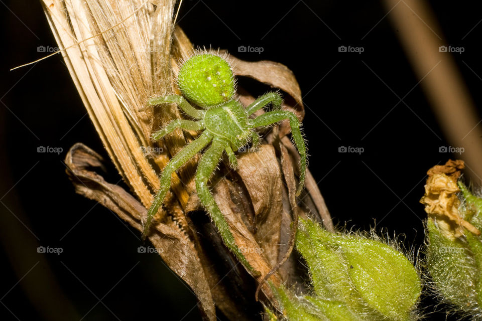 Green spider