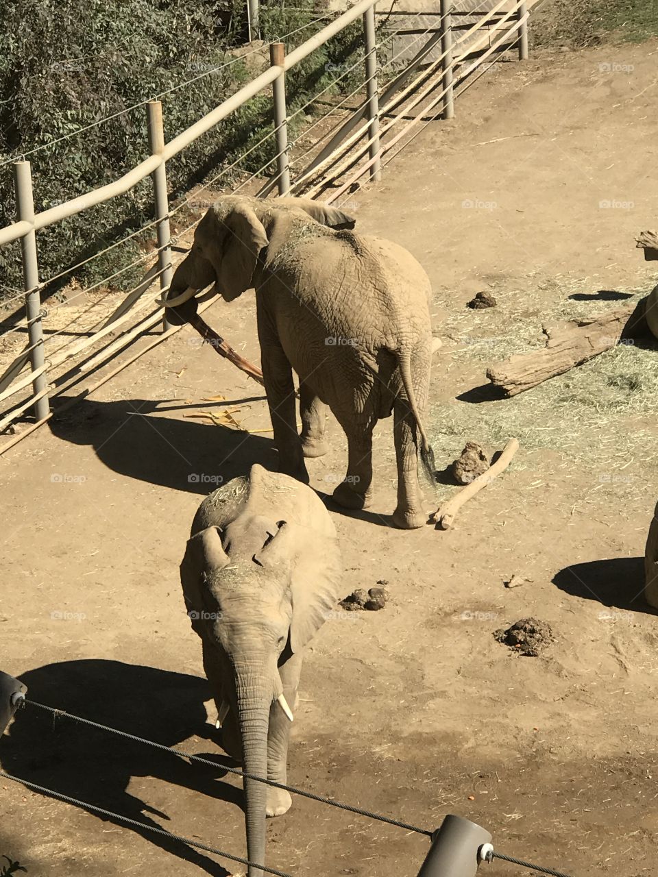 Elephants at the San Diego Zoo 2