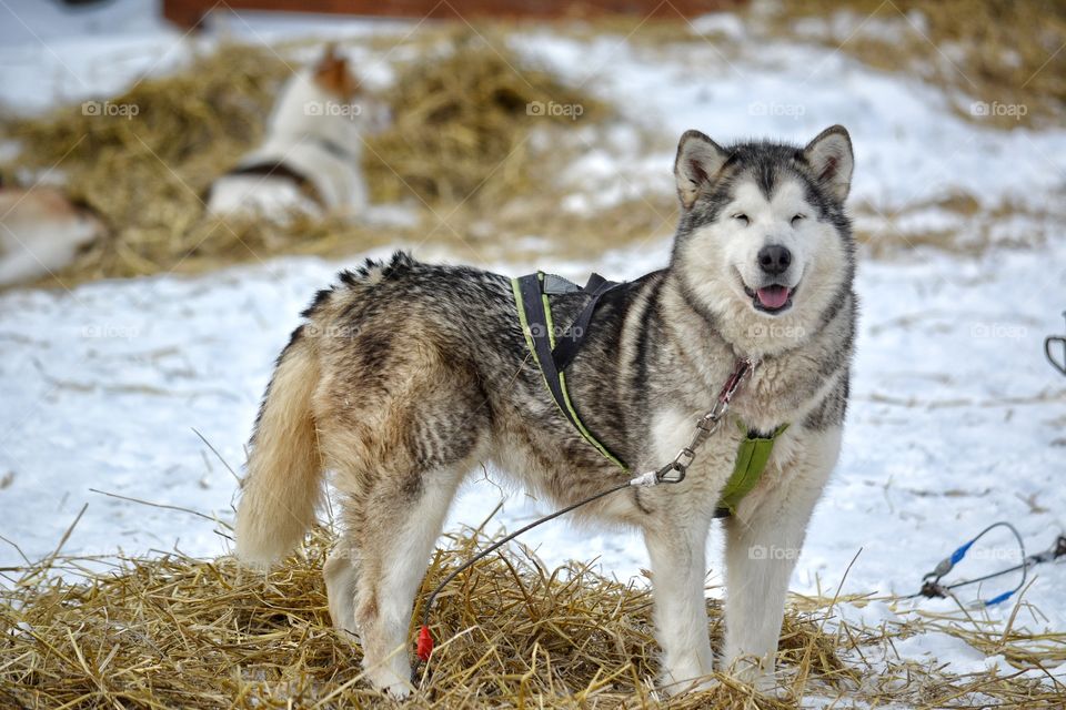 husky