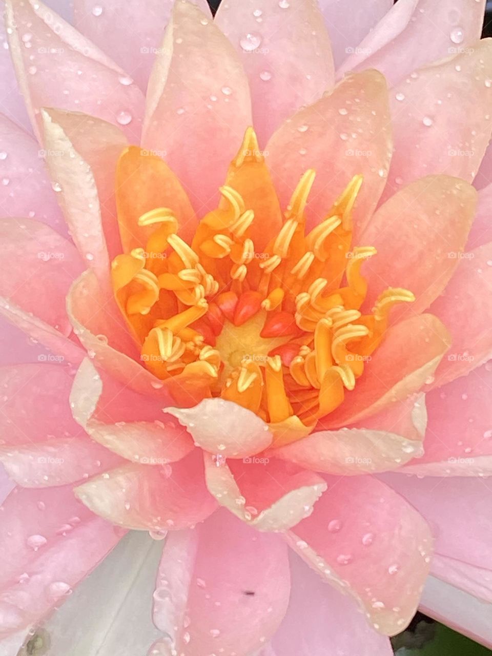 A beautiful water lily from my pond! Gorgeous pinks and yellows! 
