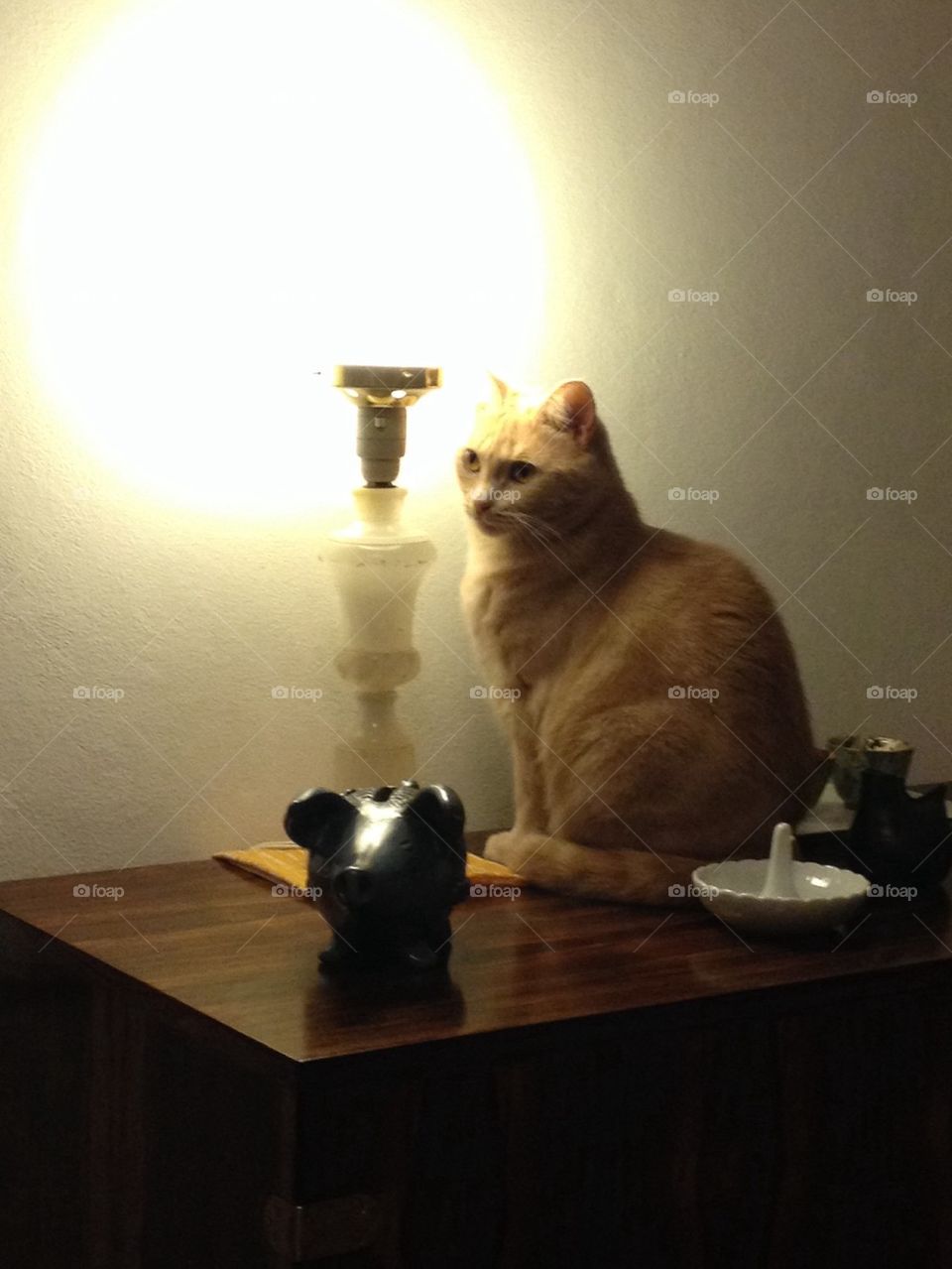 Cat and Lamp