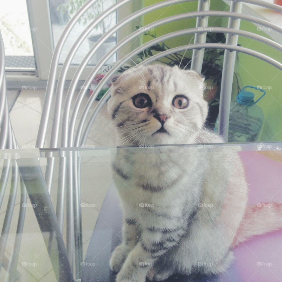 Scottish fold kitten