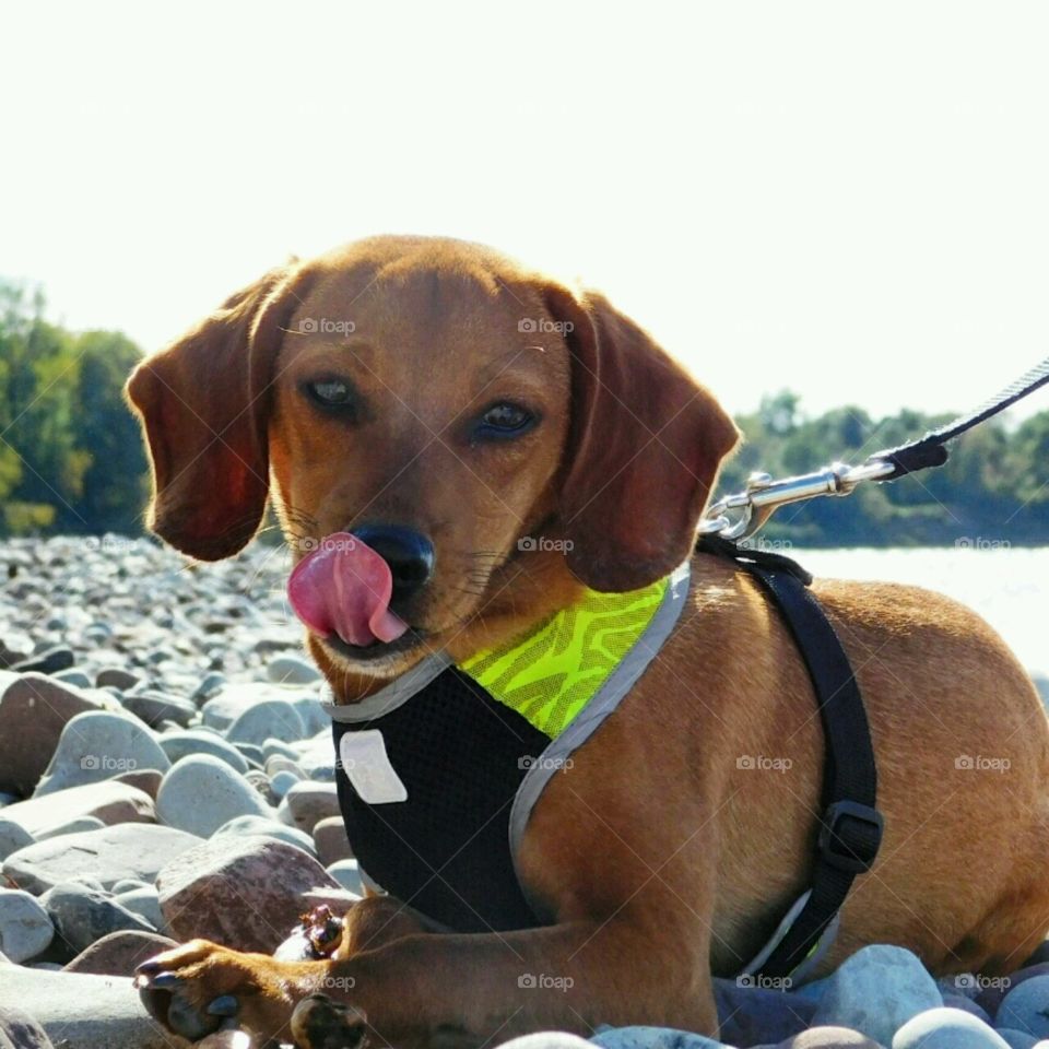 Fineas Barkley aka Finn