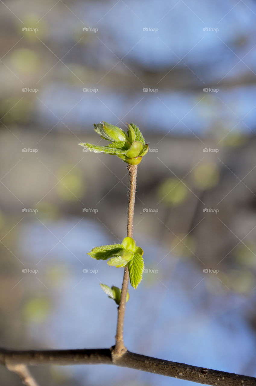 young leaf