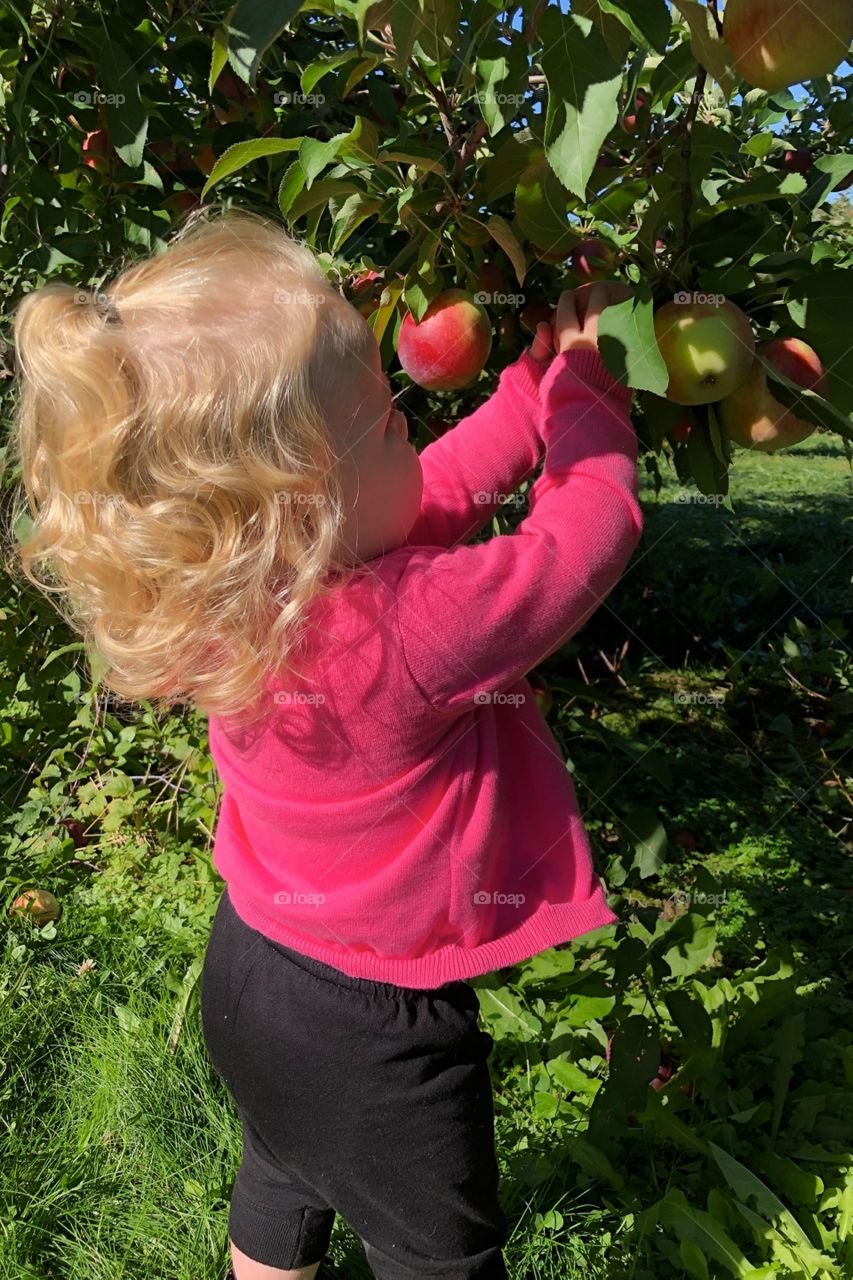 Nature, Apple, Summer, Girl, Child