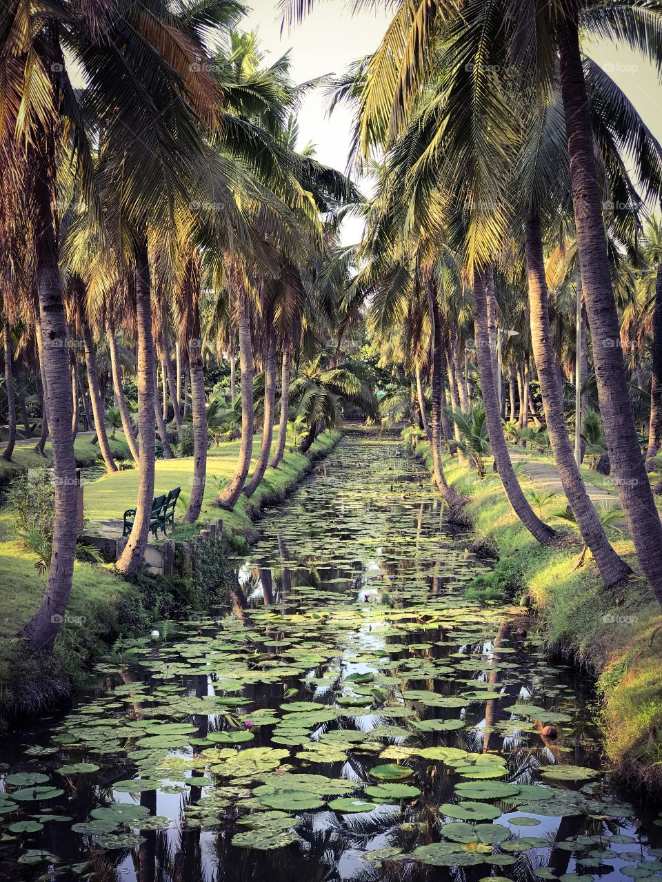 Coconut garden, orchard, plantation in Thailand 