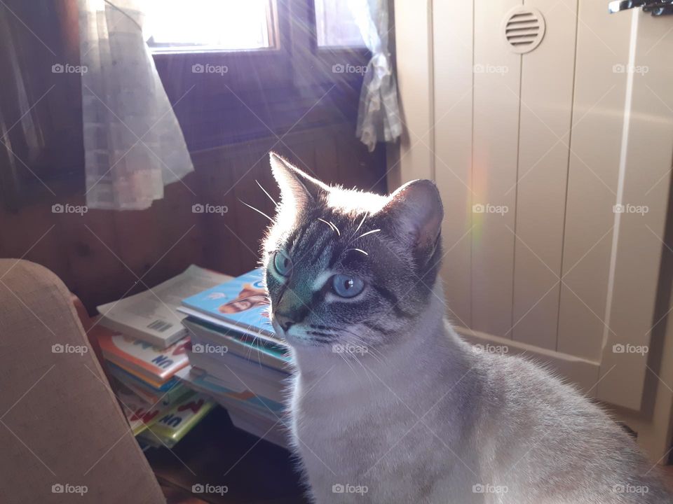 my wonderful cat sitting on the sofa
