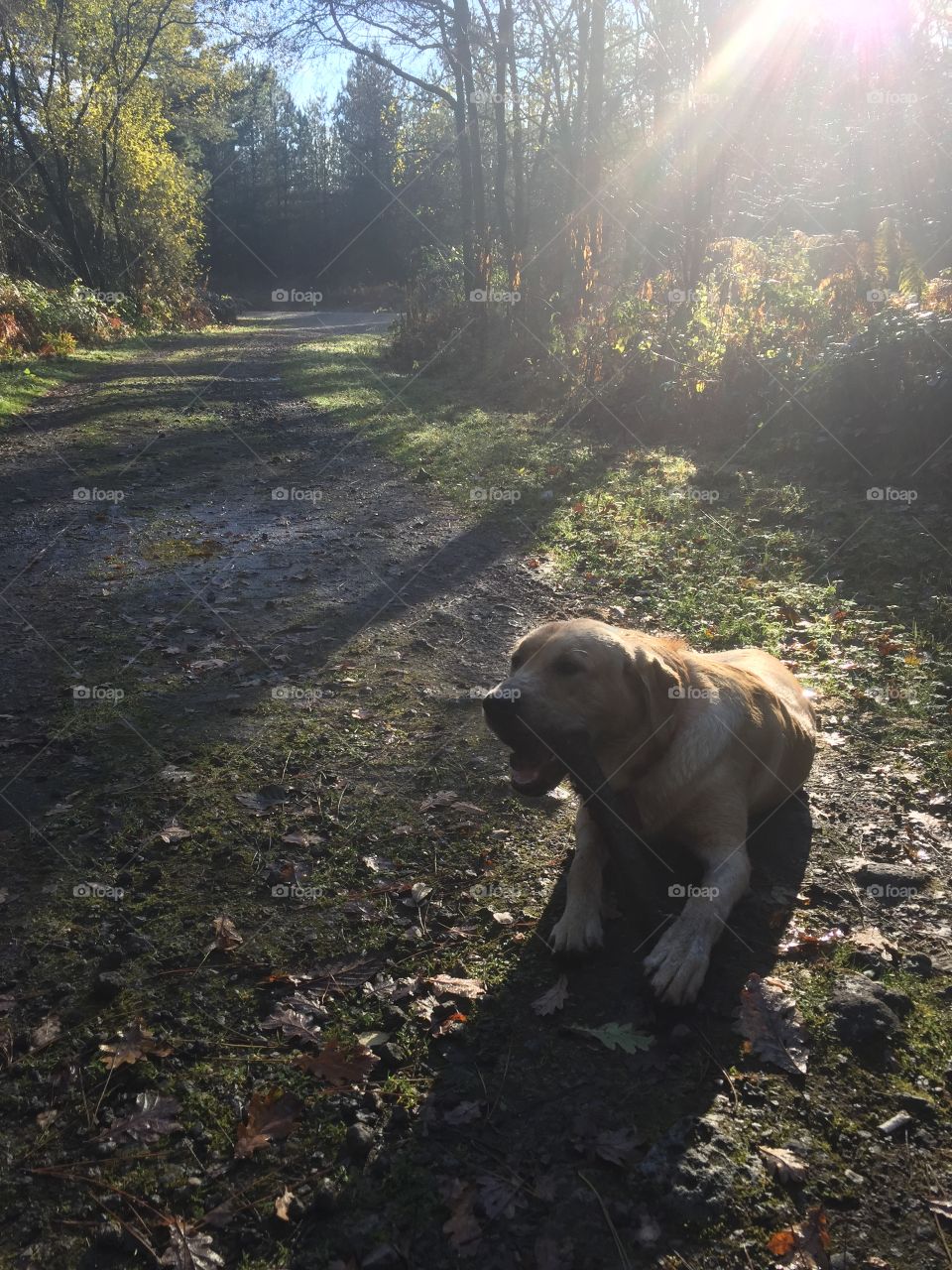 Dog makes a pit stop to enjoy a stick