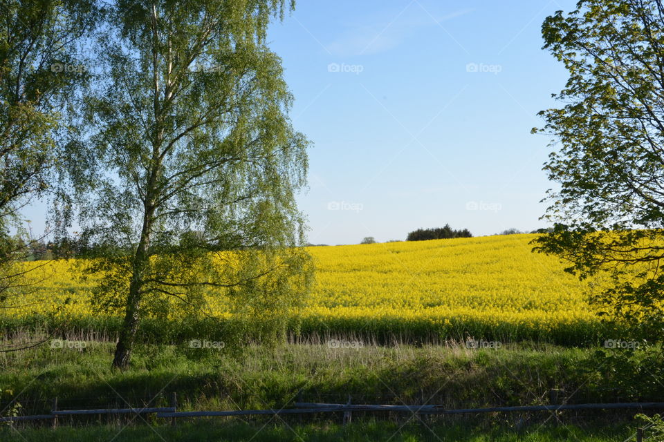springtime in Skåne