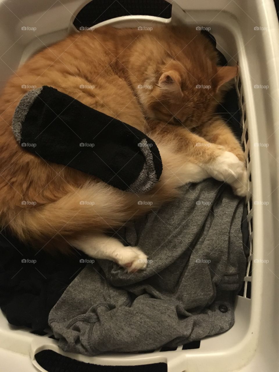 Who needs fabric softener when you have a kitty cuddling your clothes 
