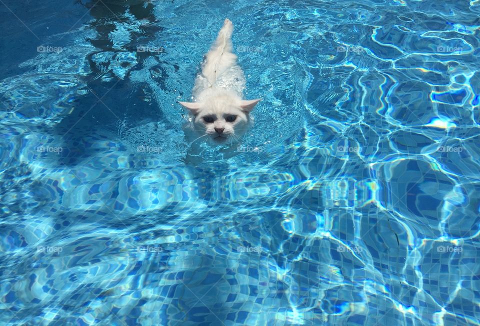 Cat swimming in pool