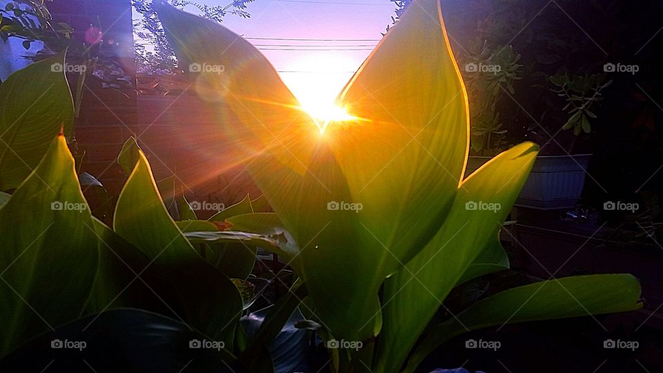 rainbow leaves. sun setting on calla lillies in my garden