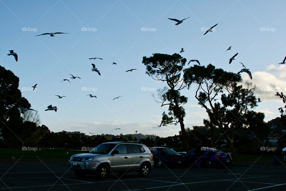 Birds in the park