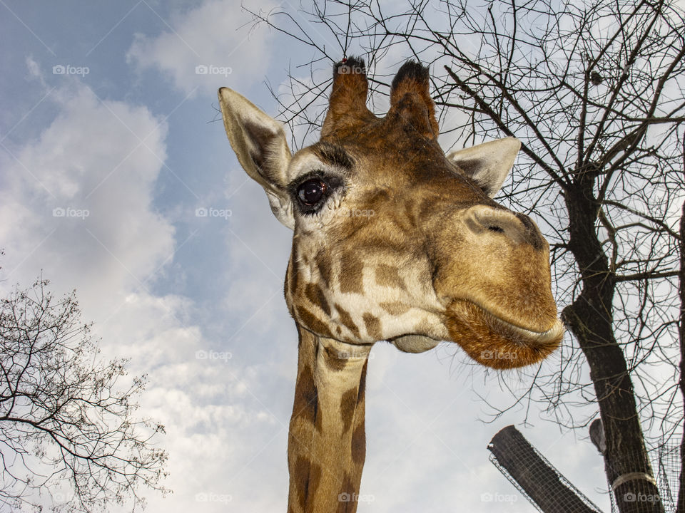 Closeup on giraffe head on Sky 