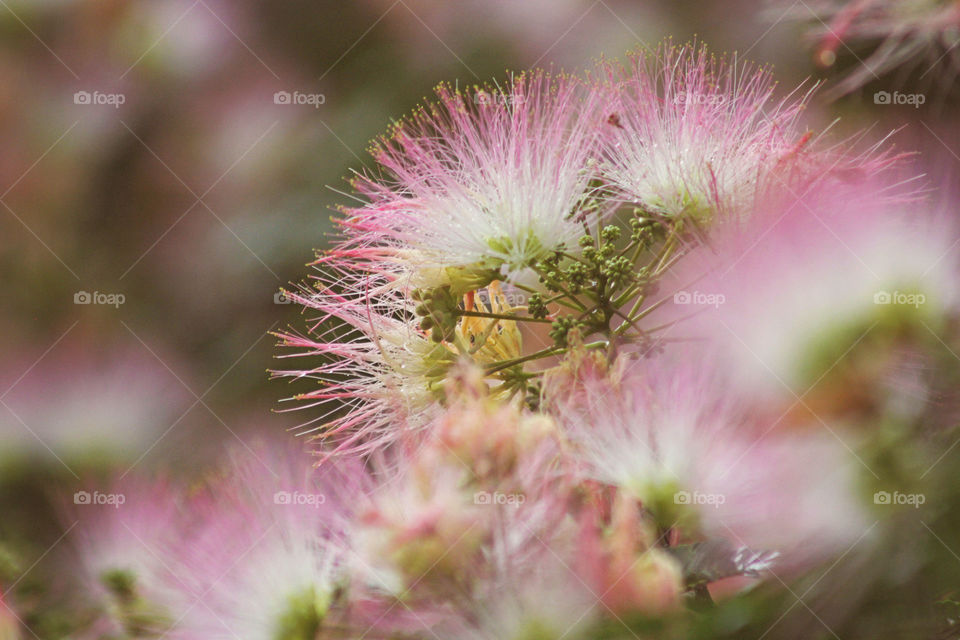 Bright pink and white fluffy flowers